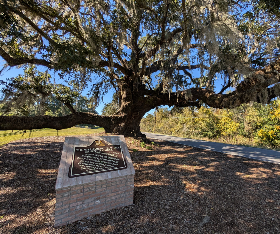 Miss Jane Pittman Oak